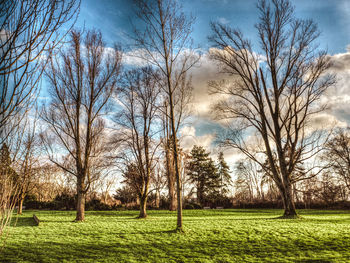 Trees on grassy field