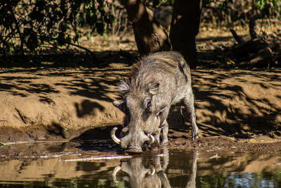 Portrait of pig drinking water