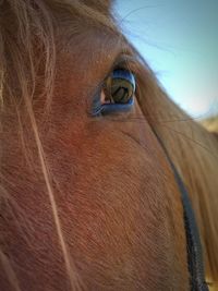 Close-up of horse