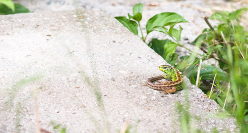 Close-up of snail on plant