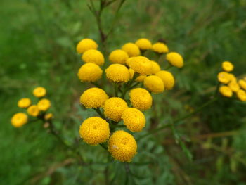 Close-up of yellow flowers blooming outdoors