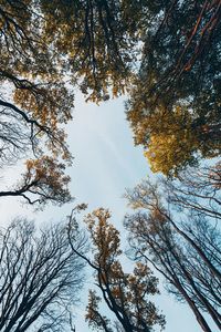 Low angle view of trees against sky during autumn