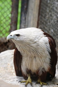 Close-up of eagle standing on a floor