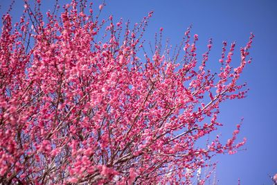 Low angle view of cherry blossom against blue sky