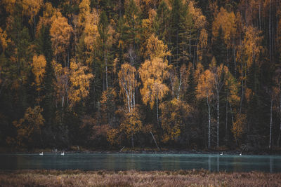Trees by lake in forest during autumn