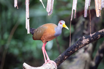 Close-up of birds perching on branch