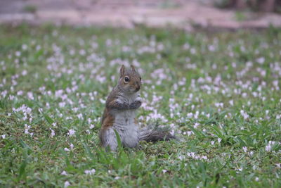Flower power squirrel 