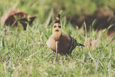 Close-up of woodpecker on grassy field