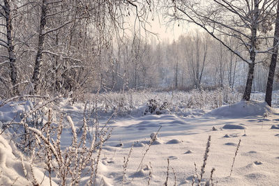 Snow covered land and bare trees on field