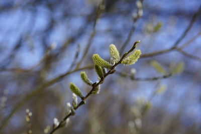 Close-up of flowering plant against blurred background