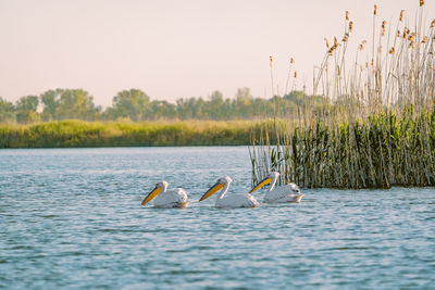 Pelicans in danube delta