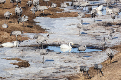 Cranes and whooper swans in the spring at lake hornborgasjön in sweden