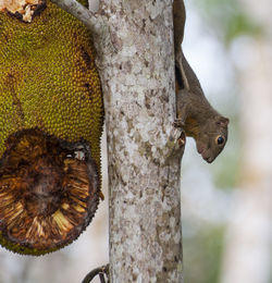 Close-up of squirrel on tree trunk