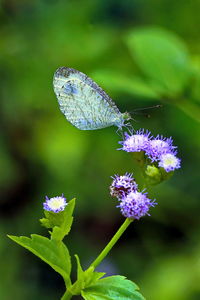 Close-up of butterfly pollinating on purple flower