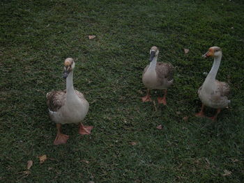 Ducks on grass
