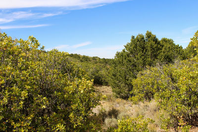 Plants growing on landscape against sky