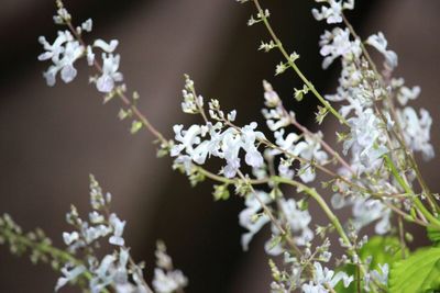 Close-up of white flowers against blurred background