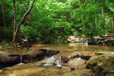 River flowing through forest