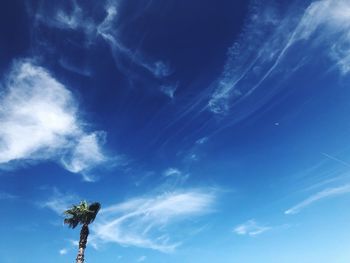 Low angle view of palm tree against blue sky