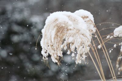 Close-up of frozen plant