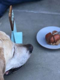 Close-up of dog with egg in plate