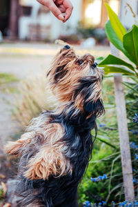 Side view of a dog