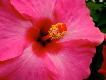 Close-up of pink hibiscus blooming outdoors