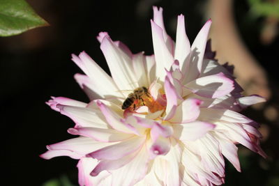 Close-up of bee pollinating on pink flower