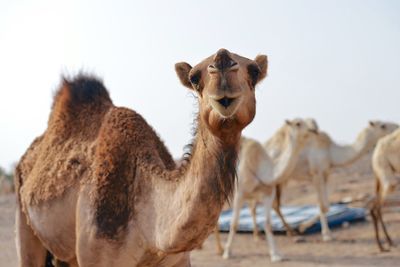 Close-up of camels in desert