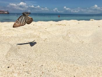 Butterfly on beach