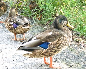 Mallard duck on lakeshore