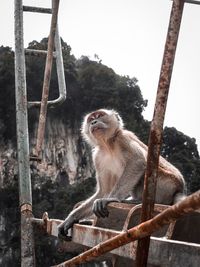 Monkey sitting on metallic structure against sky