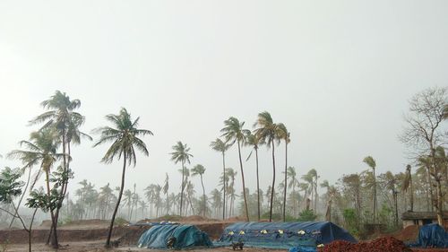 Panoramic view of palm trees against clear sky