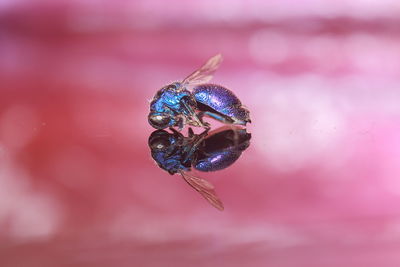 Close-up of butterfly