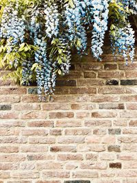 Low angle view of flowering plants on wall