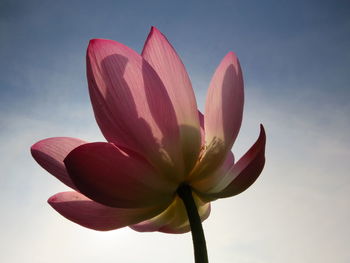 Low angle view of pink lotus flower against sky