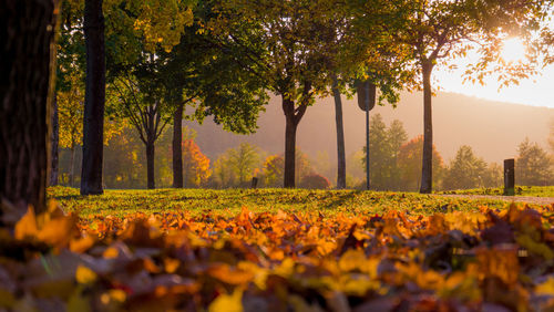 Trees in park during autumn