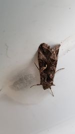 High angle view of insect on wall