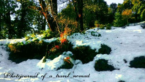 Scenic view of snow covered trees