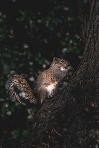 Squirrel on tree trunk