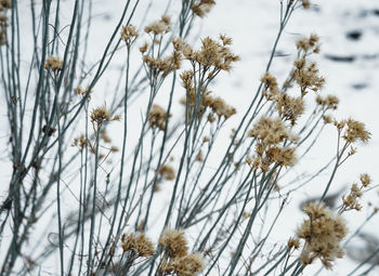 Close-up of flowering plant on snow field