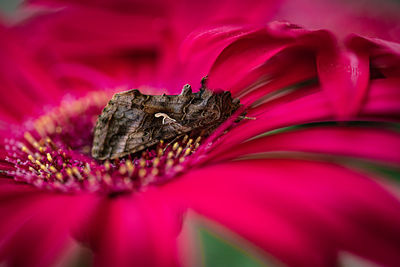 Close-up of insect on red flower