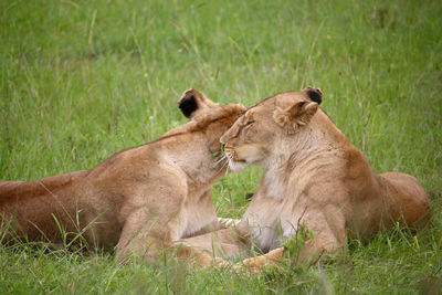 Lioness sitting on field