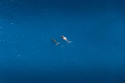 High angle view of jellyfish swimming in sea