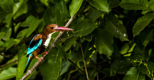 Bird perching on a plant