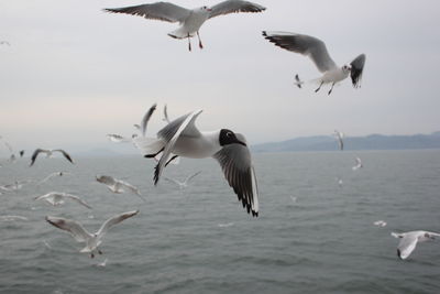 Seagulls flying over sea