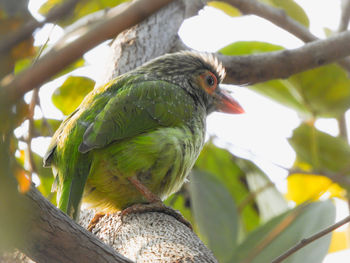 Close-up of  barbet bird perching on branch