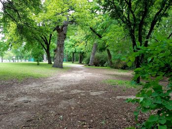 Road amidst trees on landscape