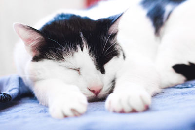 Close-up of cat sleeping