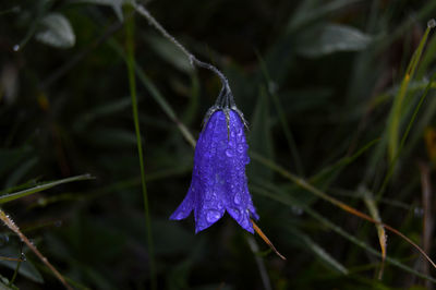 Close-up of wet purple flower